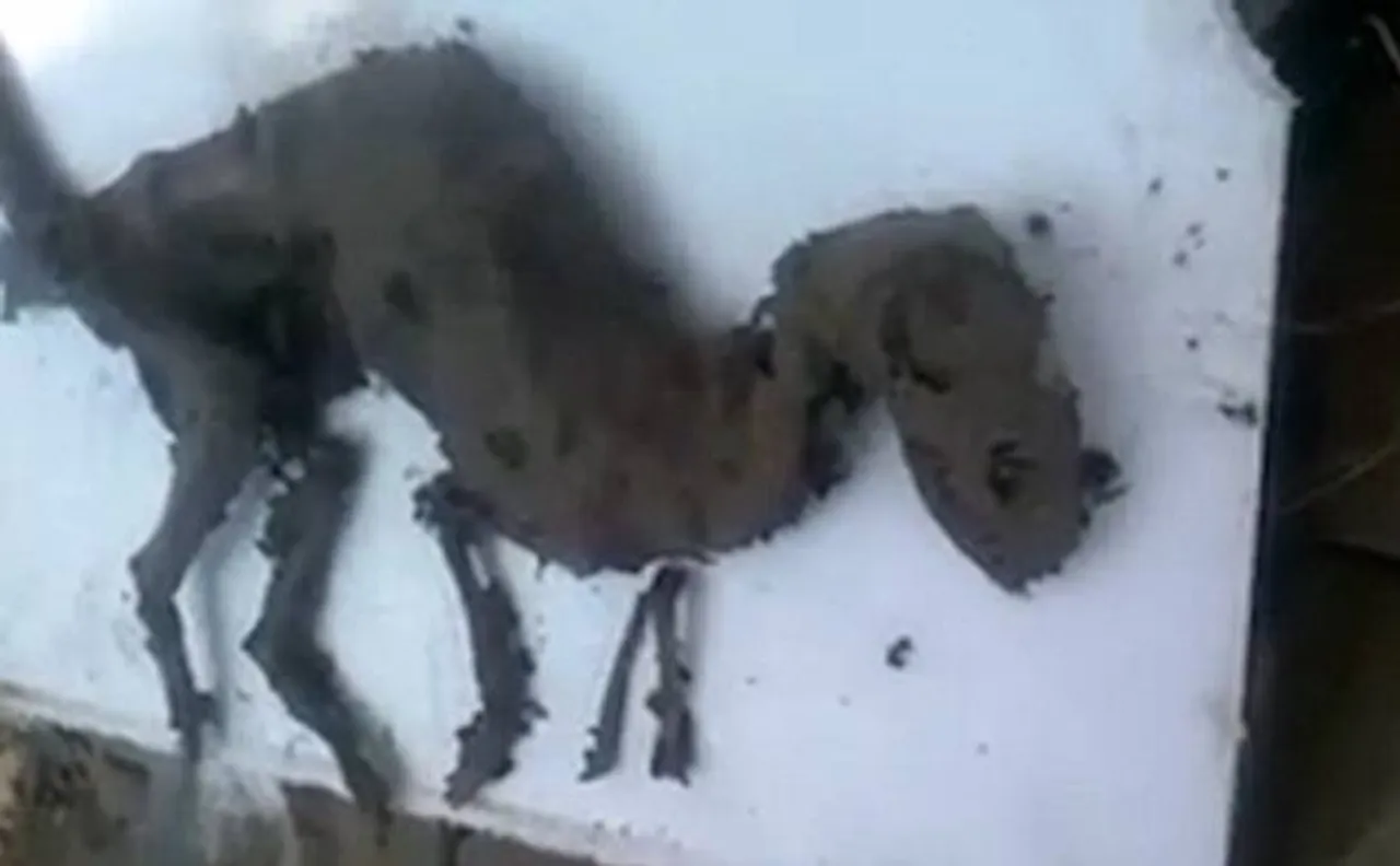 OMG! DINOSAUR? Bizarre creature with flesh on bones found in Uttarakhand, resembles a tiny dinosaur