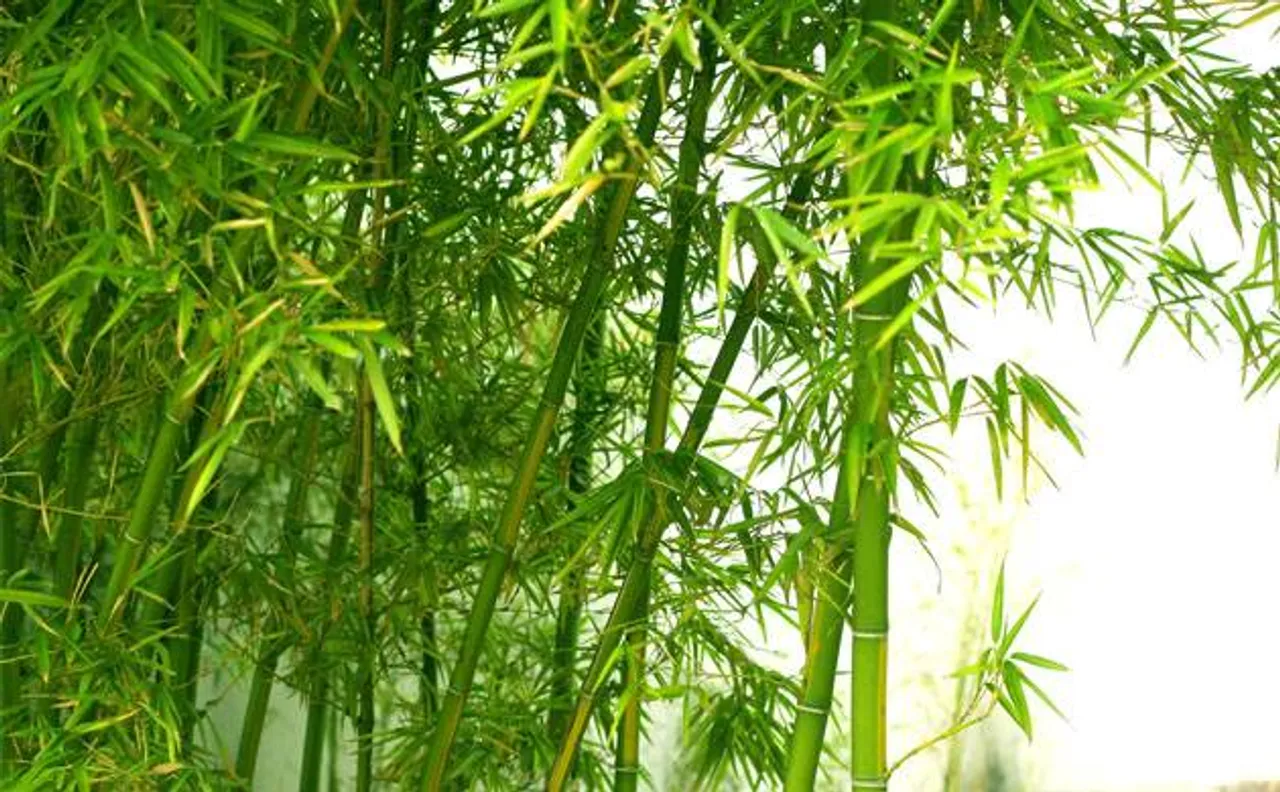 Bamboo not a 'tree': Lok Sabha passes bill amending Forest Act