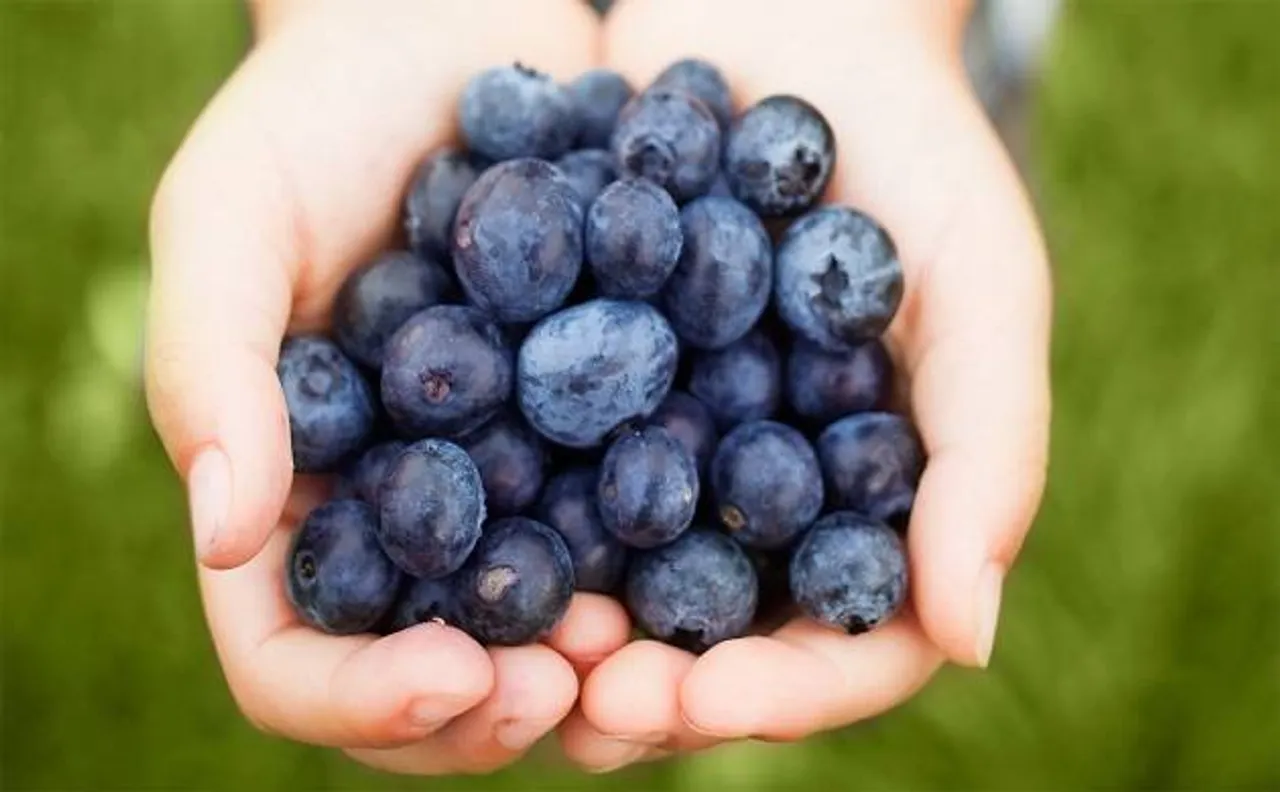 Can Blueberry Vinegar be new cure for dementia?