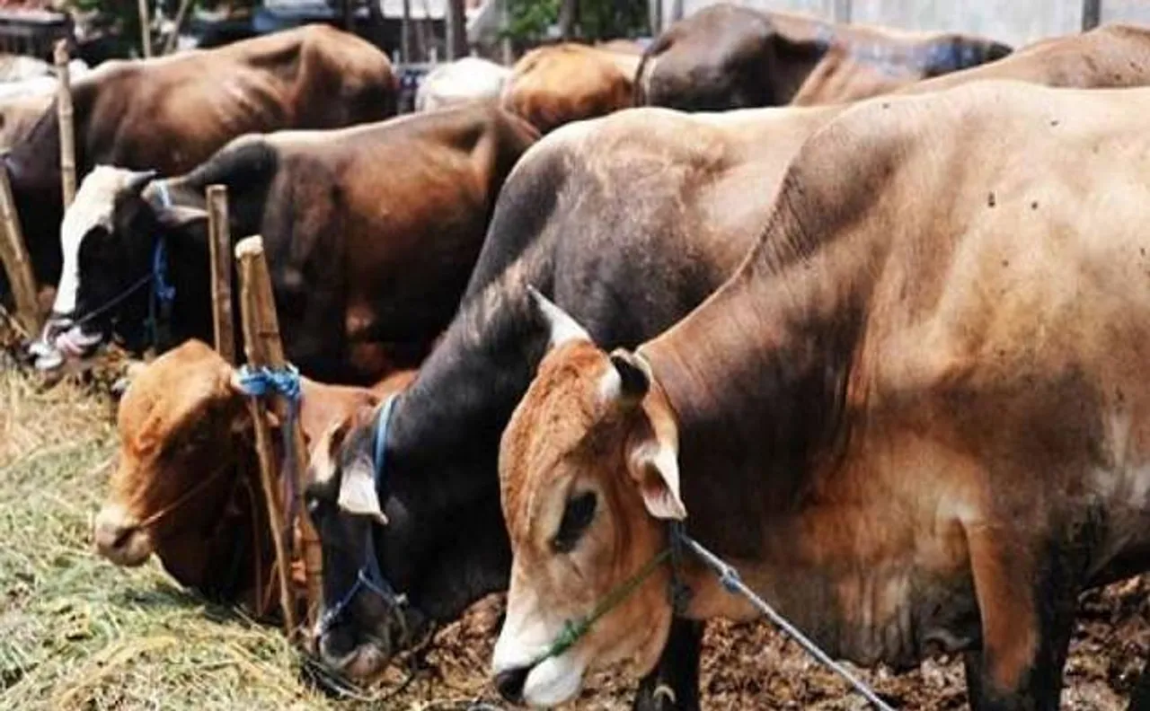 Cow vigilantism: Don't ferry cattle at night to avoid misunderstanding, advises Jamiat Ulama-i-Hind
