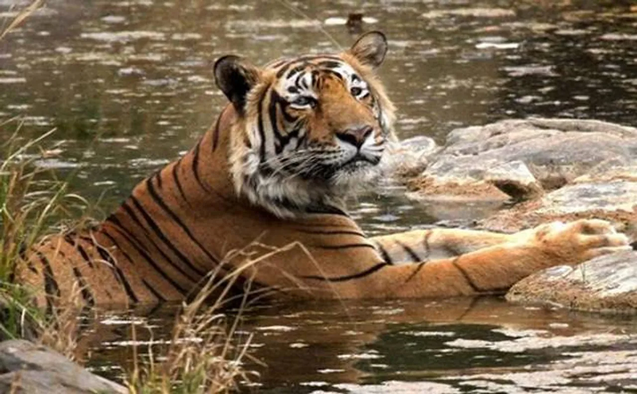 Tiger census expected to be taken up in Telangana in January 2018