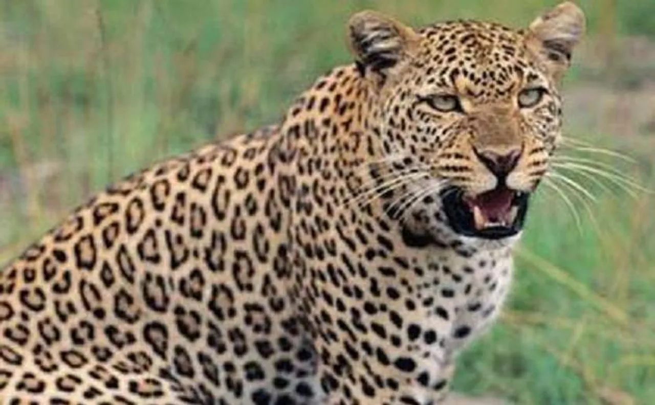 Leopard mauls 3 kids to death in MP, eats one of them
