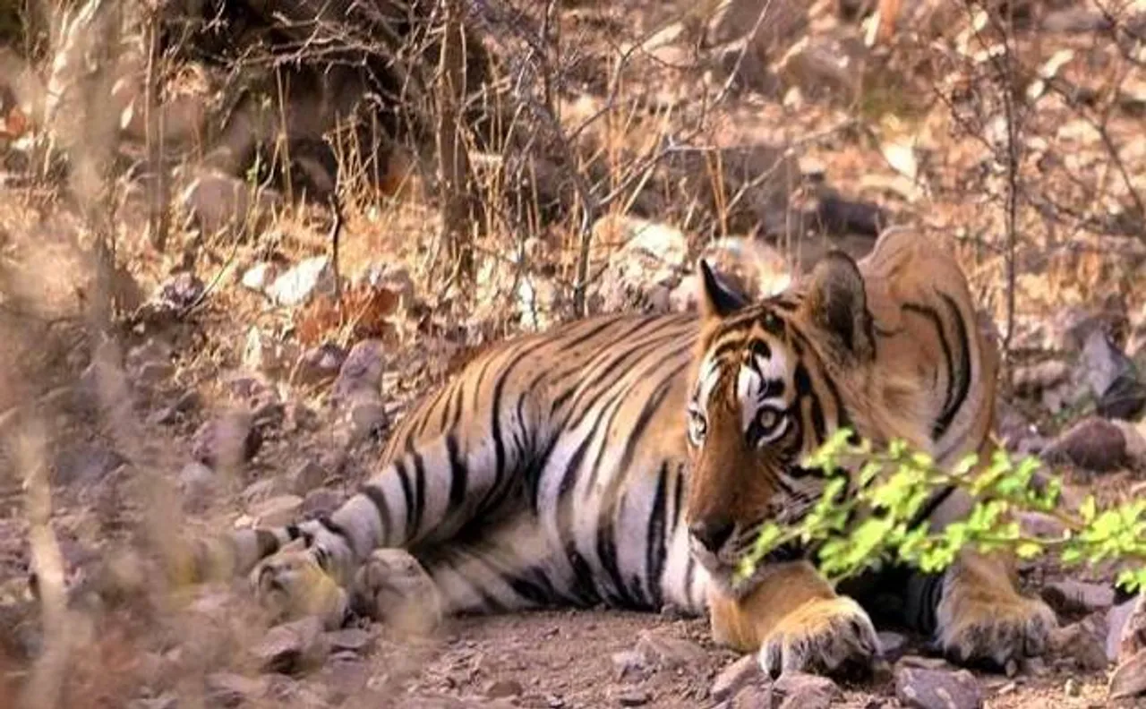 Ranthambore Festival of royal suppers and wildlife trails, all you need to know