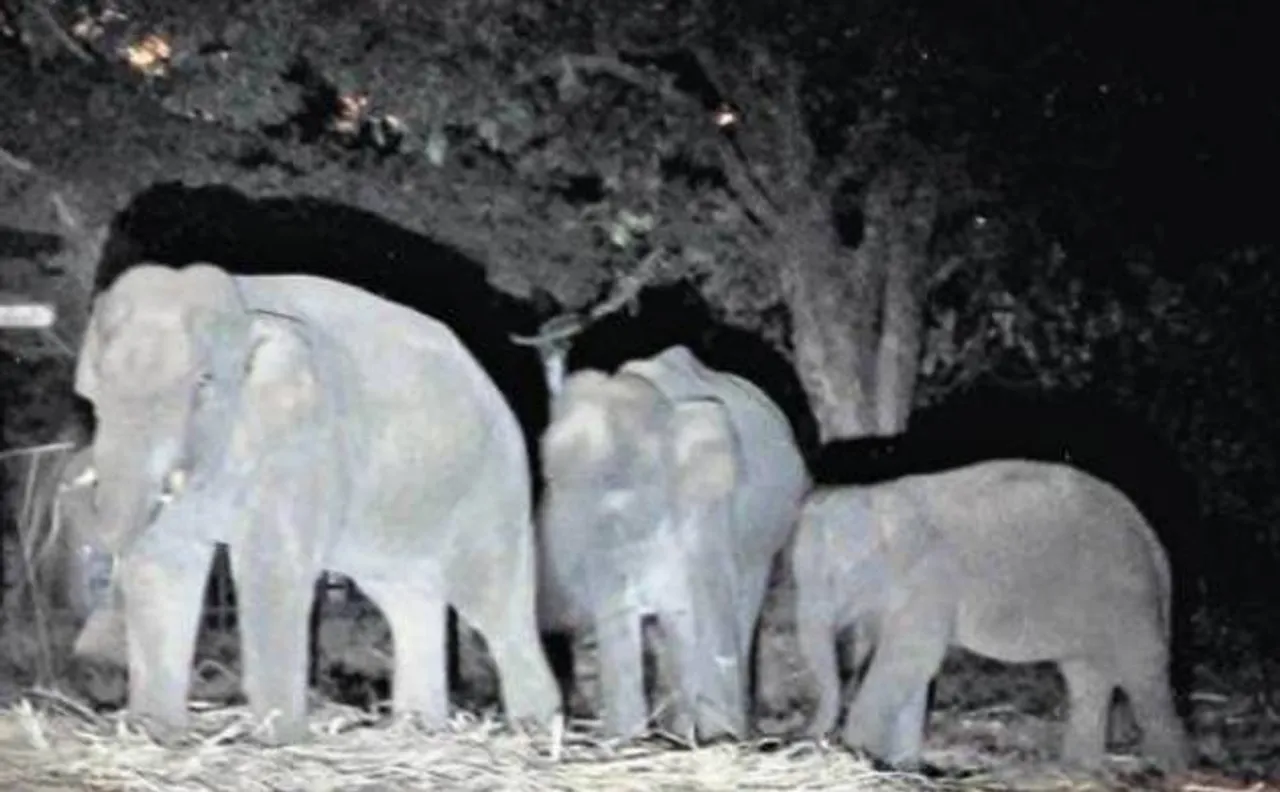 Infra development conflicts with wildlife conservation: Expert