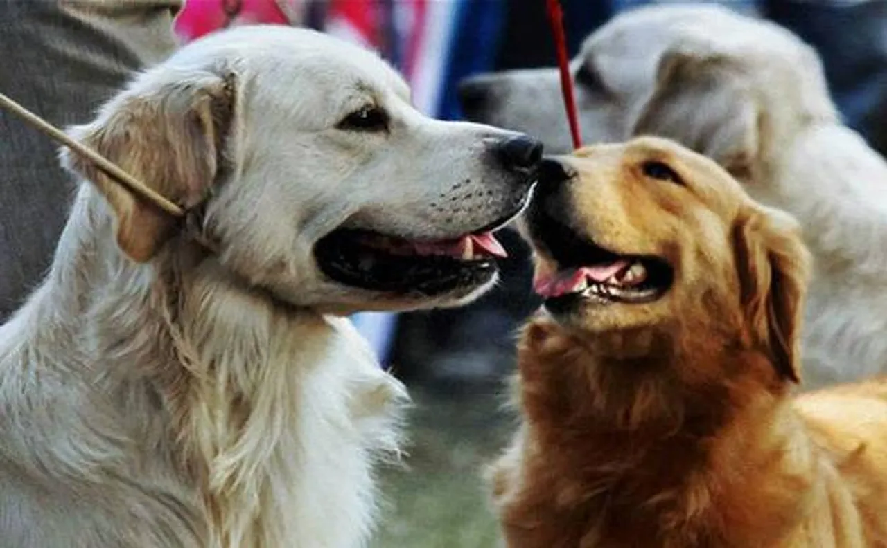 â€˜Pet translator,â€™ to convert dog barks to human language in 10 years? 