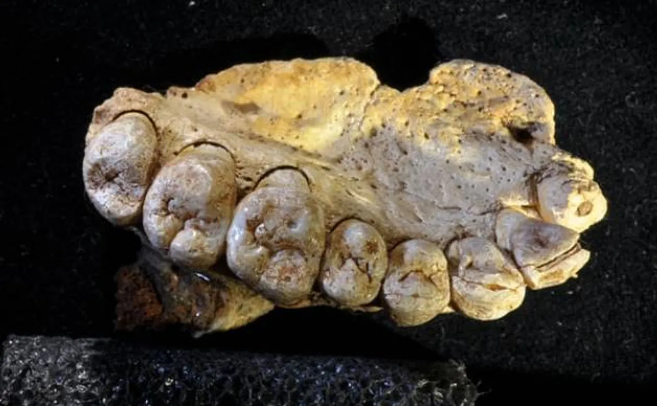 Oldest known modern human fossil discovered outside Africa