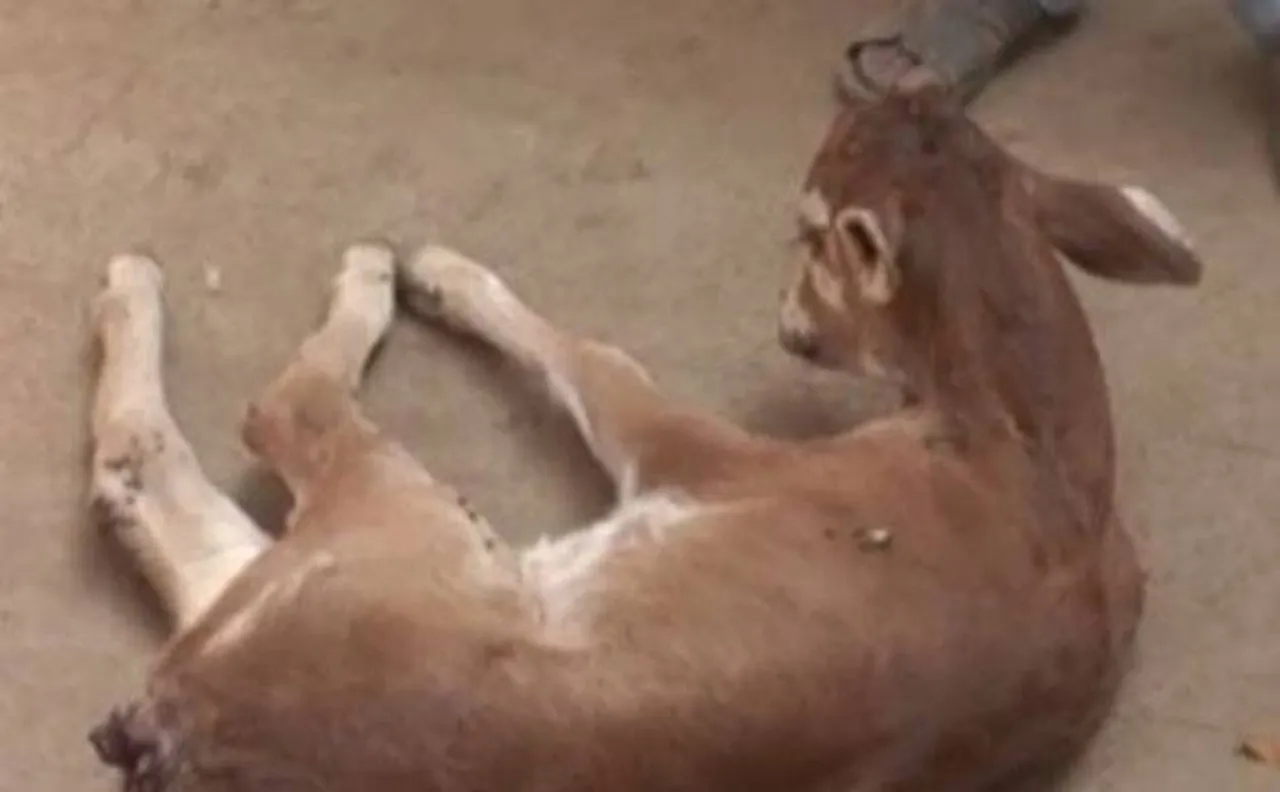 WATCH | Mother cowâ€™s love for her baby will melt your heart