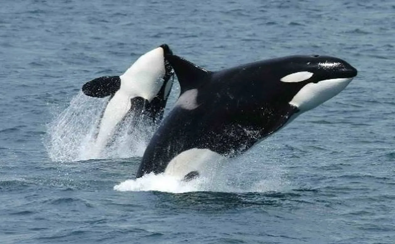 Killer Whale ocra can imitate human voice; have their own dialect to converse