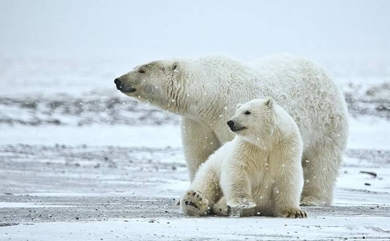 Polar bears are fighting for existence; Shrinking ice in Arctic ocean may cause annihilation of white giants