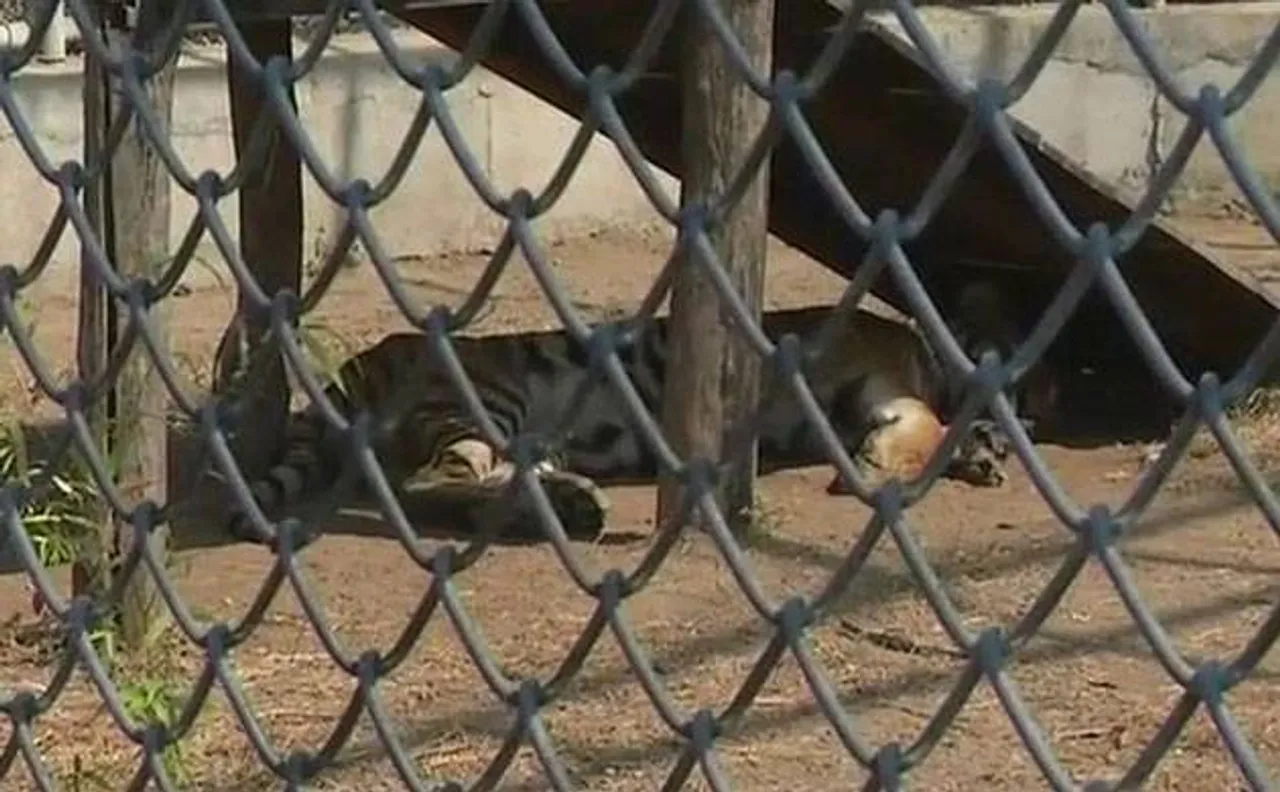Nagpur tiger to walk on all four legs after getting prosthetic leg