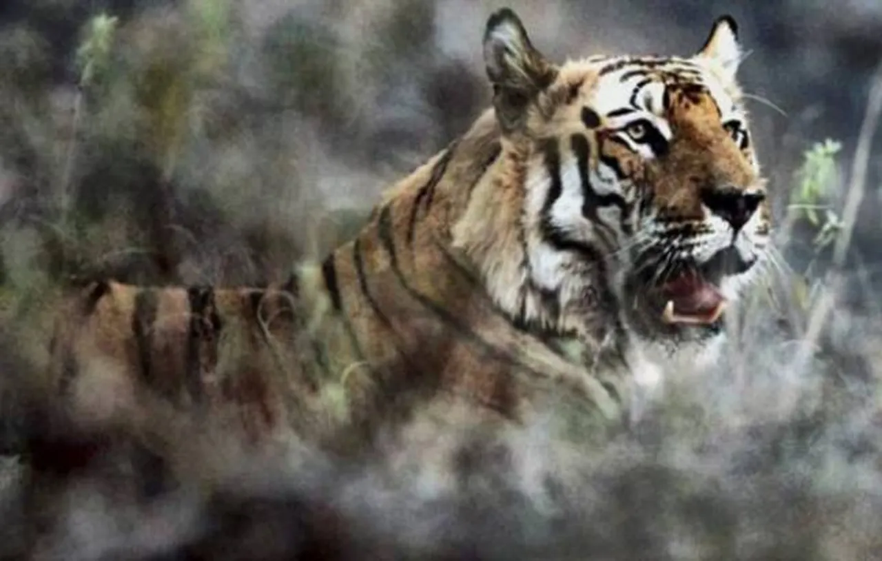 Forest department confirms presence of adult tiger in Lalgarh