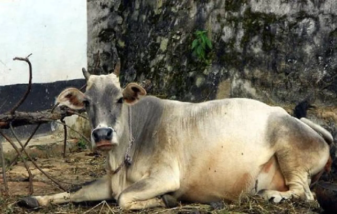 Haryana govt to enact law to punish those abandoning their cows: CM Khattar