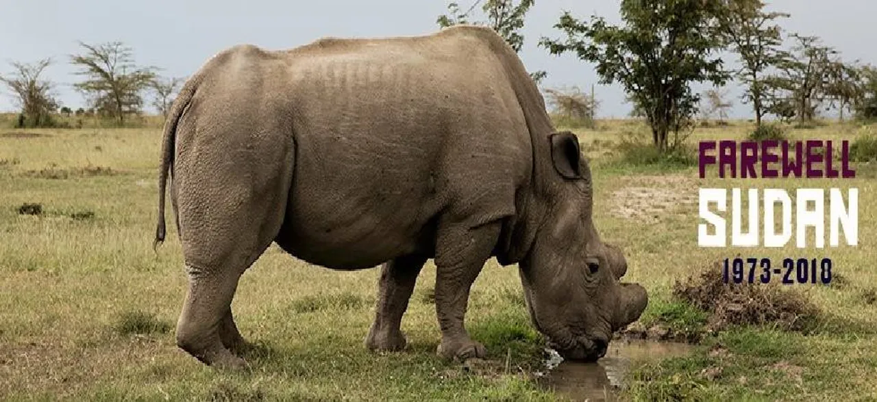 Worldâ€™s last northern white rhino Sudan dies at Kenya's Ol Pejeta Conservancy