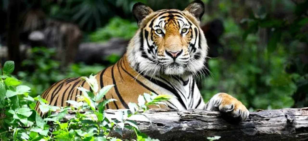 Two tigers killed in separate incidents in Rajasthan in two days, said officials