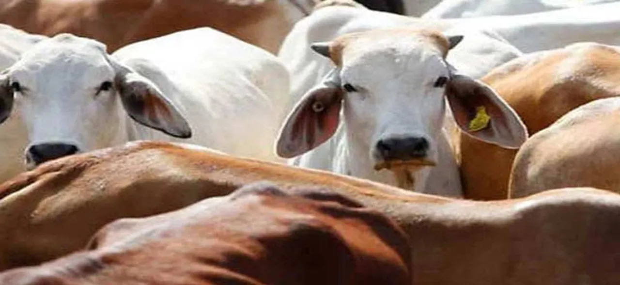 Madhya Pradesh: Villagers tonsure three youths for stealing, killing cow
