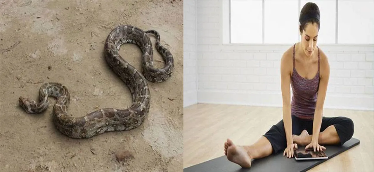 Hereâ€™s why the â€˜one meal each dayâ€™ Snake-diet is dangerous for your body