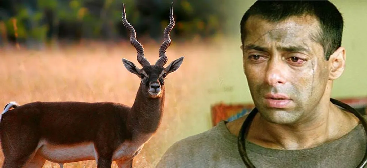 Blackbuck turns 'Tiger' into jailbird