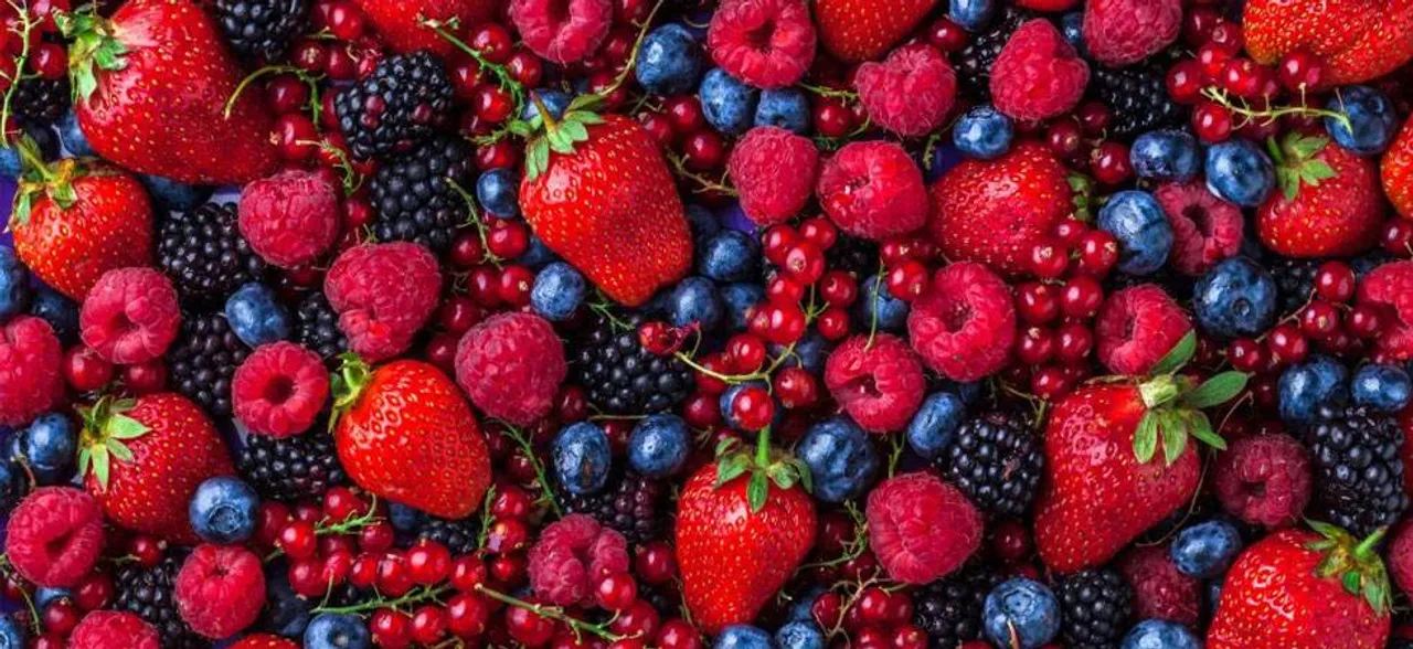 Berry pigments may help treat cancer