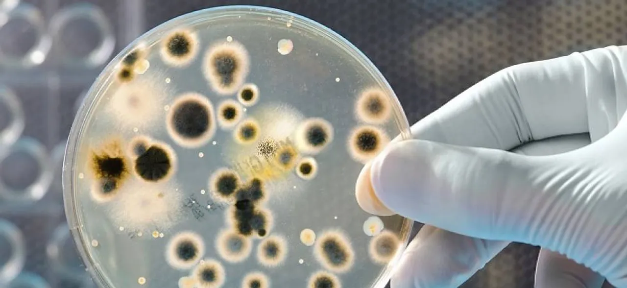 Oil eating bacterium may help clean up pollution, spills