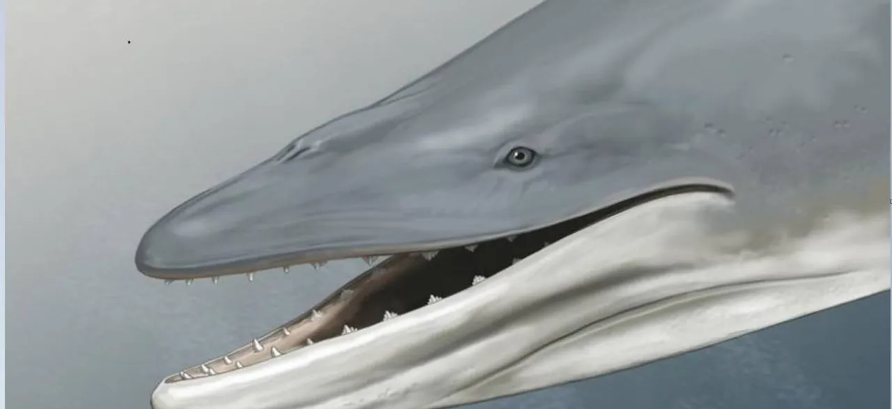 Ancient Baleen Whales had ferocious teeth instead of baleen, reveals newly found fossils
