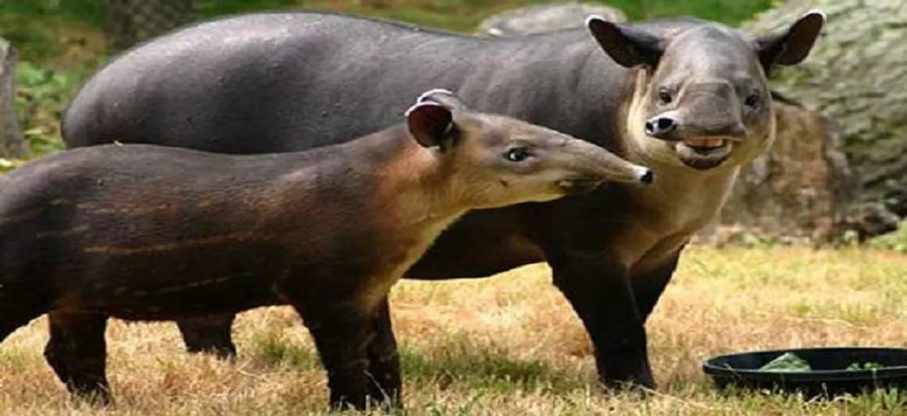 Over 300 mammal species yet to be discovered, say ecologists
