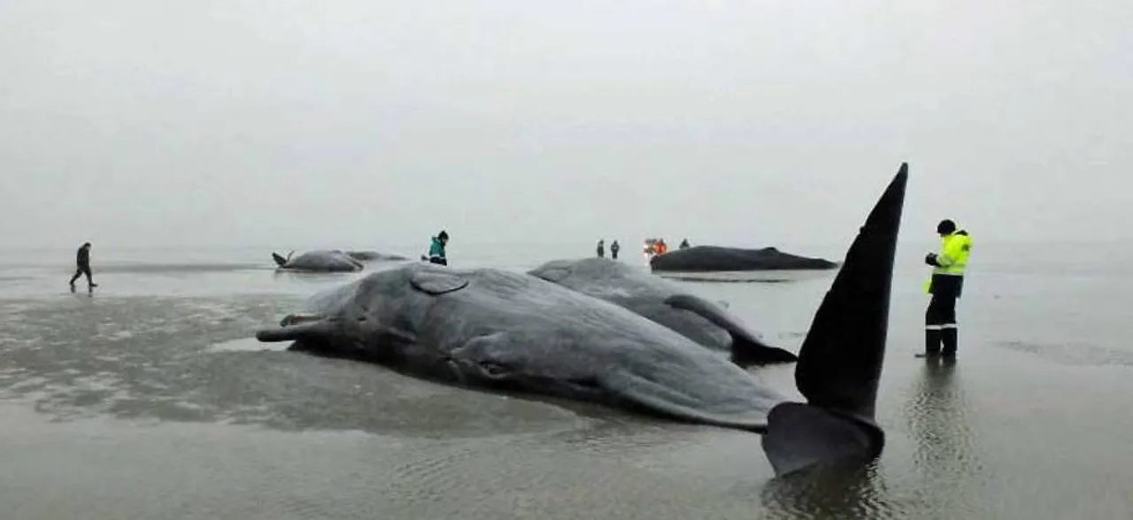 'If you have 80 plastic bags in your stomach, you die', Whale found dead in Thailand after swallowing 80 plastic bags