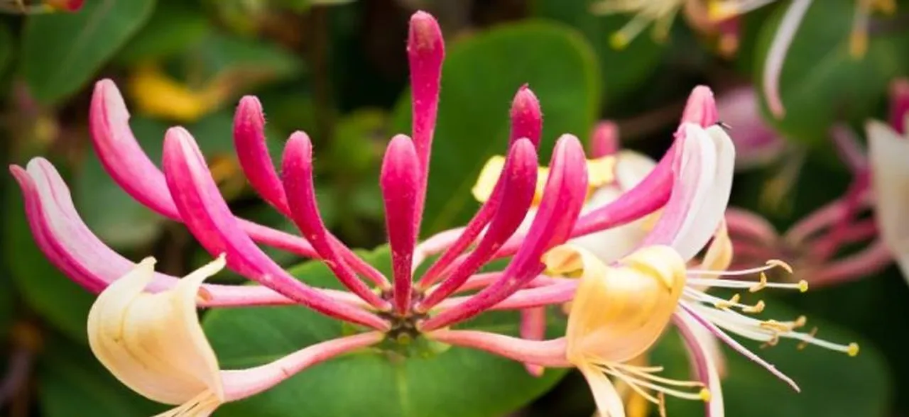 Strengthen the eternal bonds of love with sweet Honeysuckle