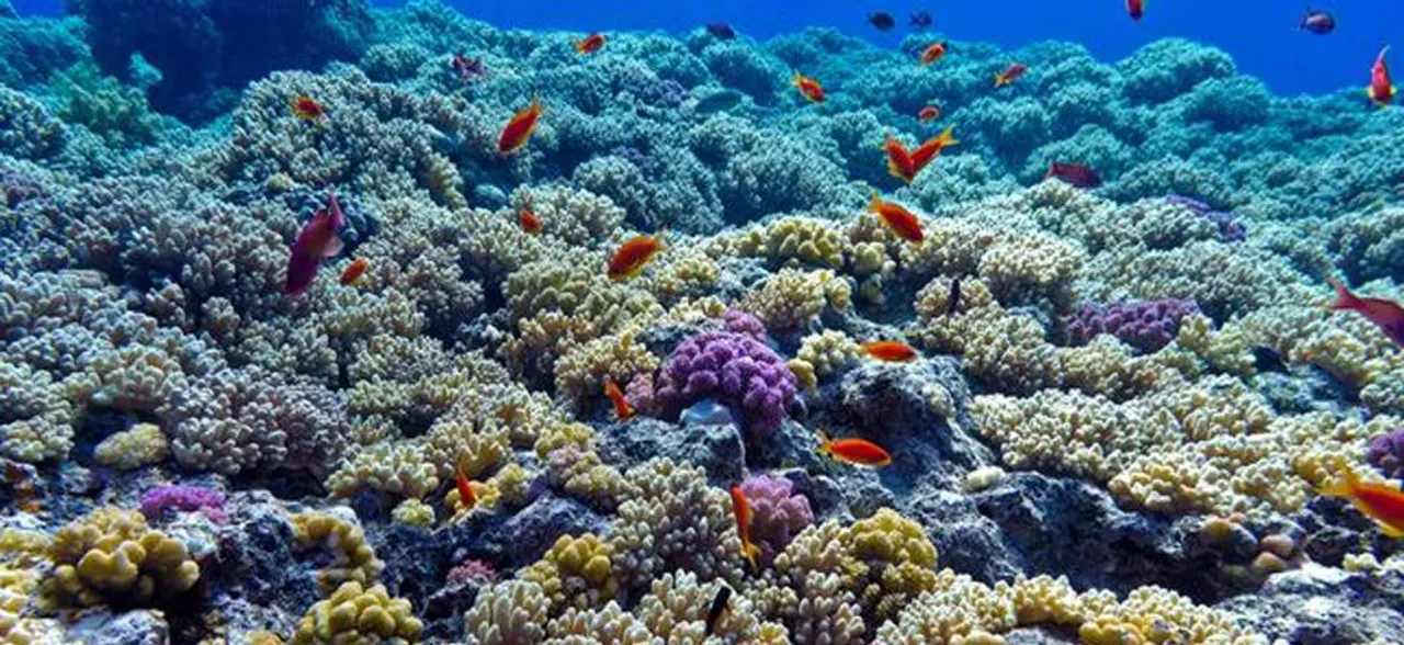 The reefs and underwater world- a fascination
