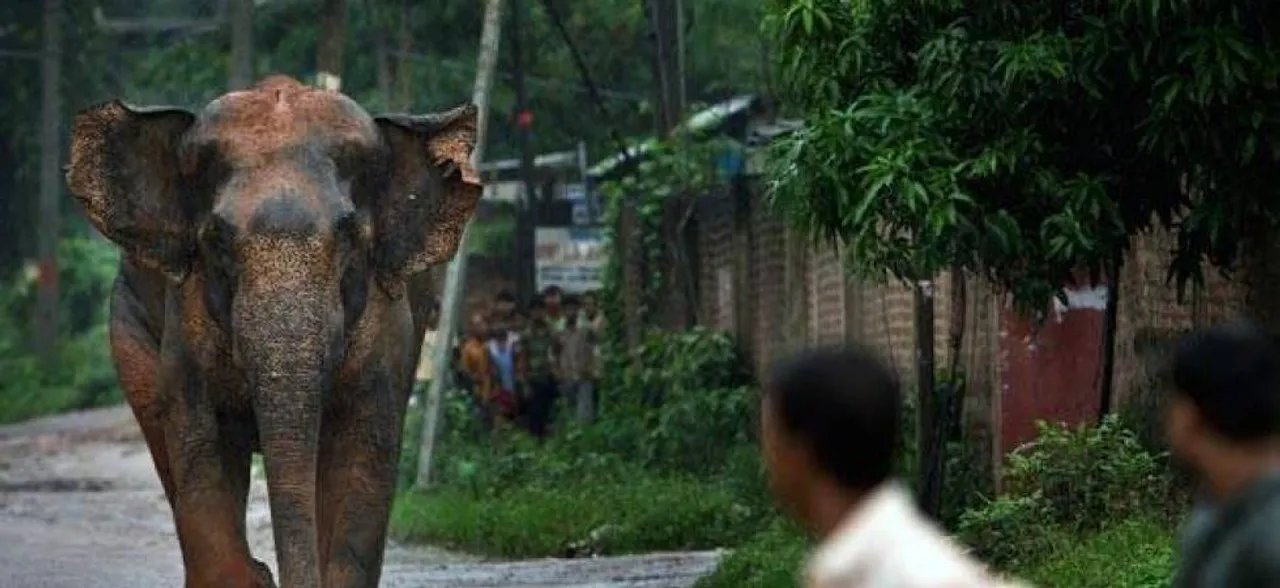Elephants pull down mud house: 2 children killed