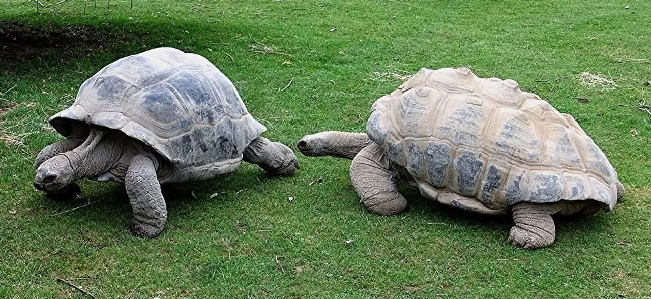 Seychelles gifts two giant tortoise to India