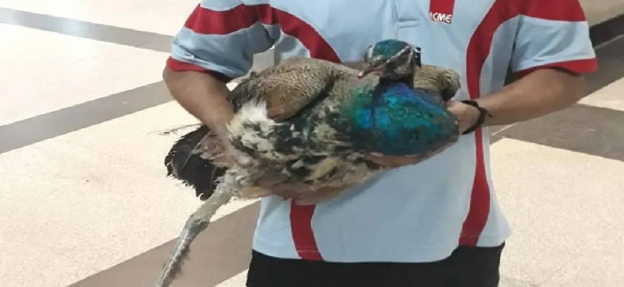 Injured peacock disrupts Delhi Metro services 