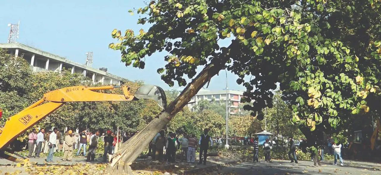 NGT stays felling of trees in Delhi till July 19; issues notice to Centre, CPCB
