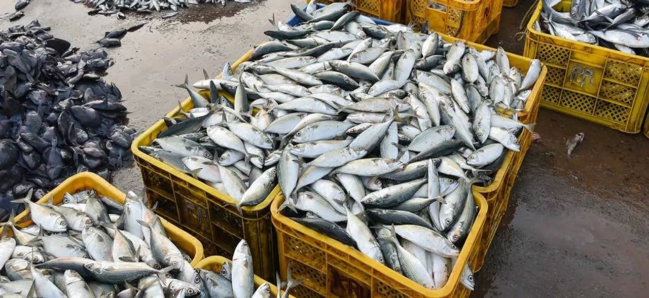 India's seafood exports see 21 per cent rise in Financial Year 2017-18
