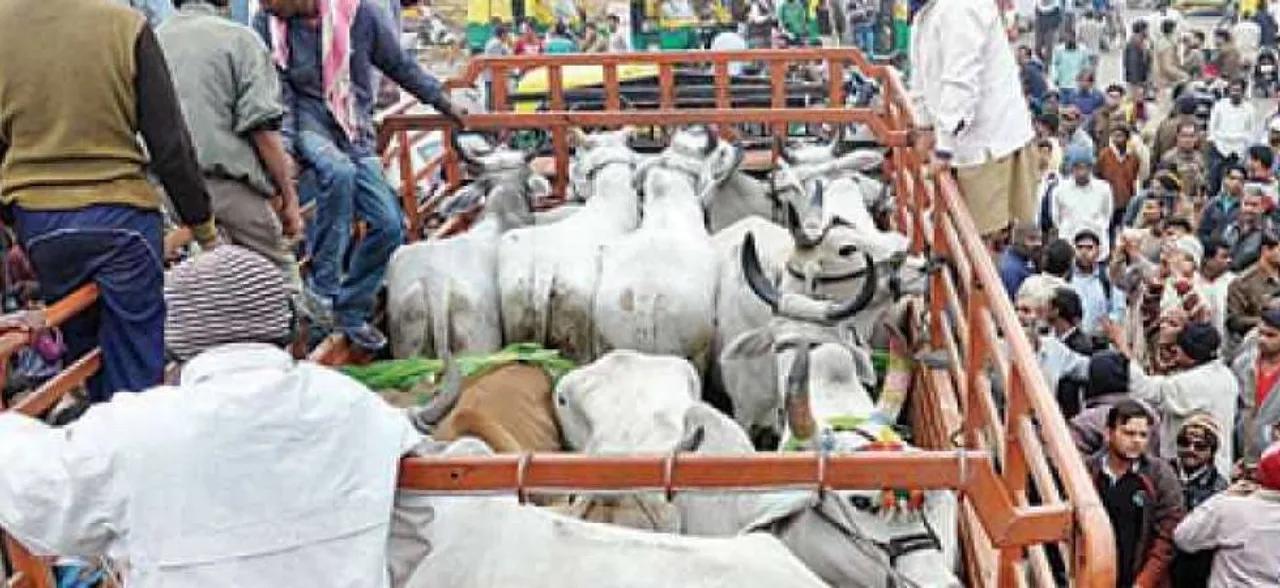 Cow vigilantism unacceptable, should not be linked with religion: Supreme Court