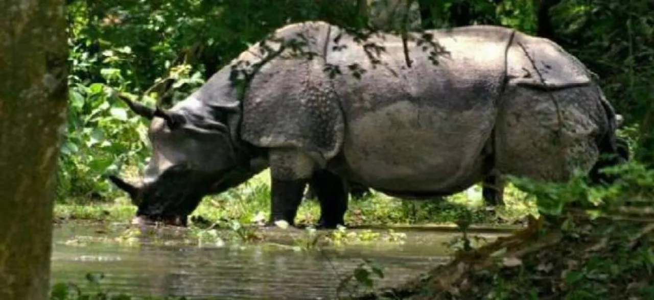 Eight rhinos die after move to a new park in Kenya