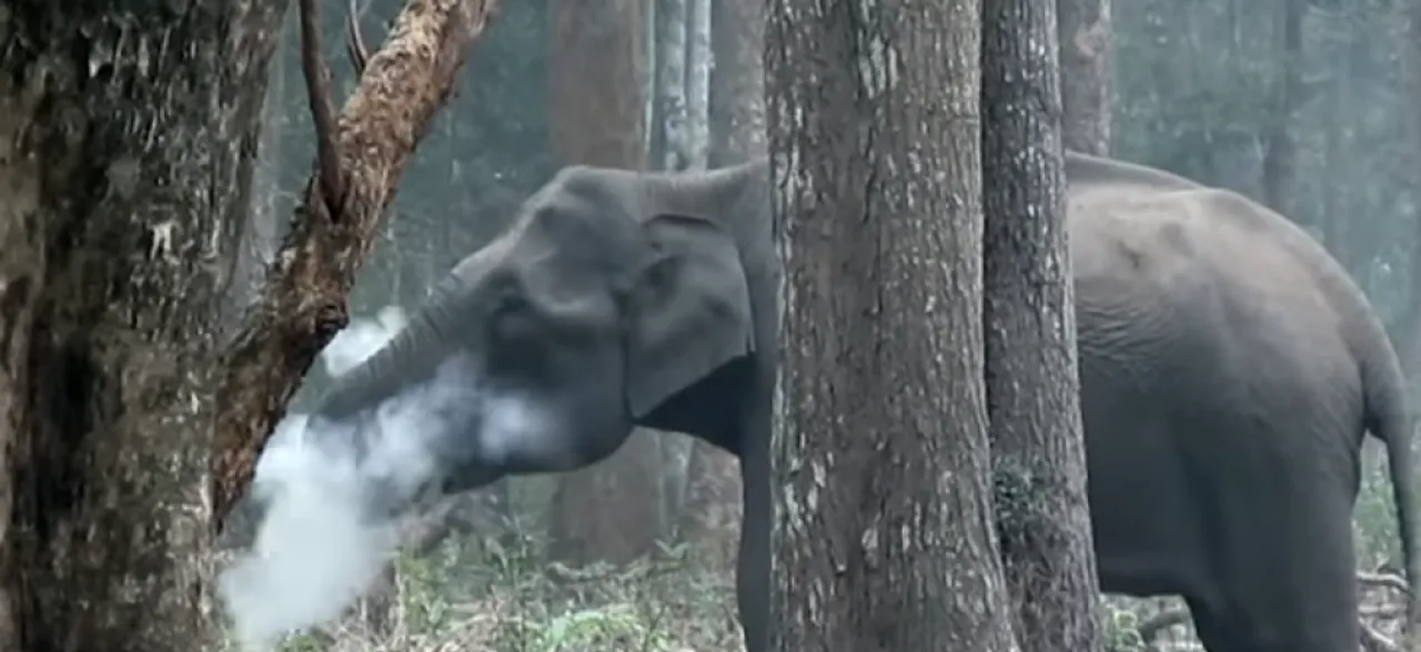 Sumatran elephant 'poisoned' in Indonesia palm plantation