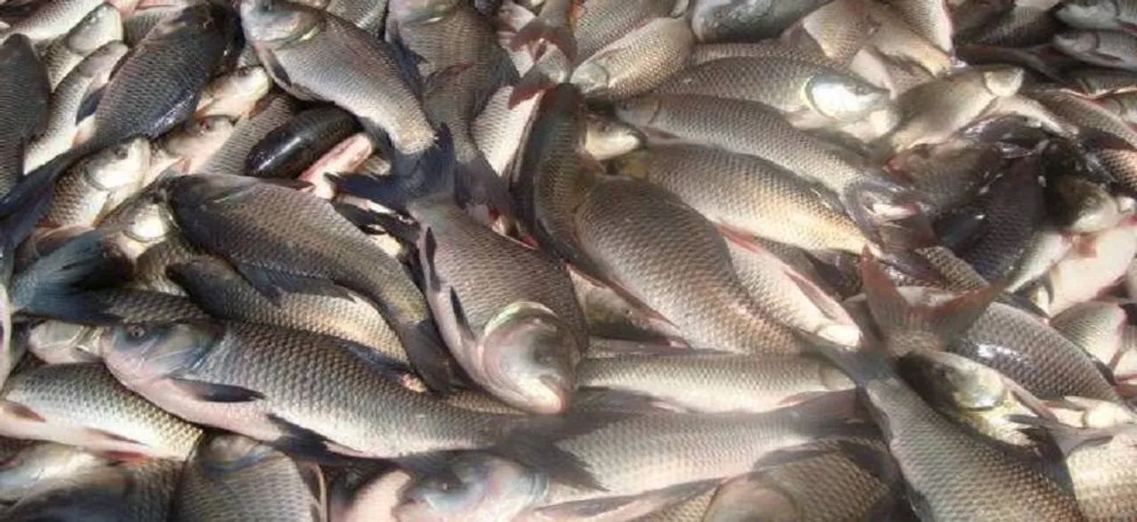 Will ban fish import if impurities are found: Goa Minister