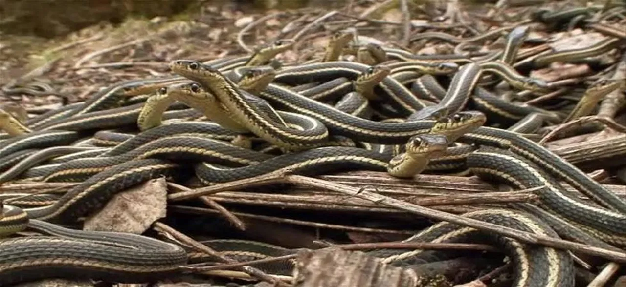 60 snakes found in school's kitchen in Maharashtra