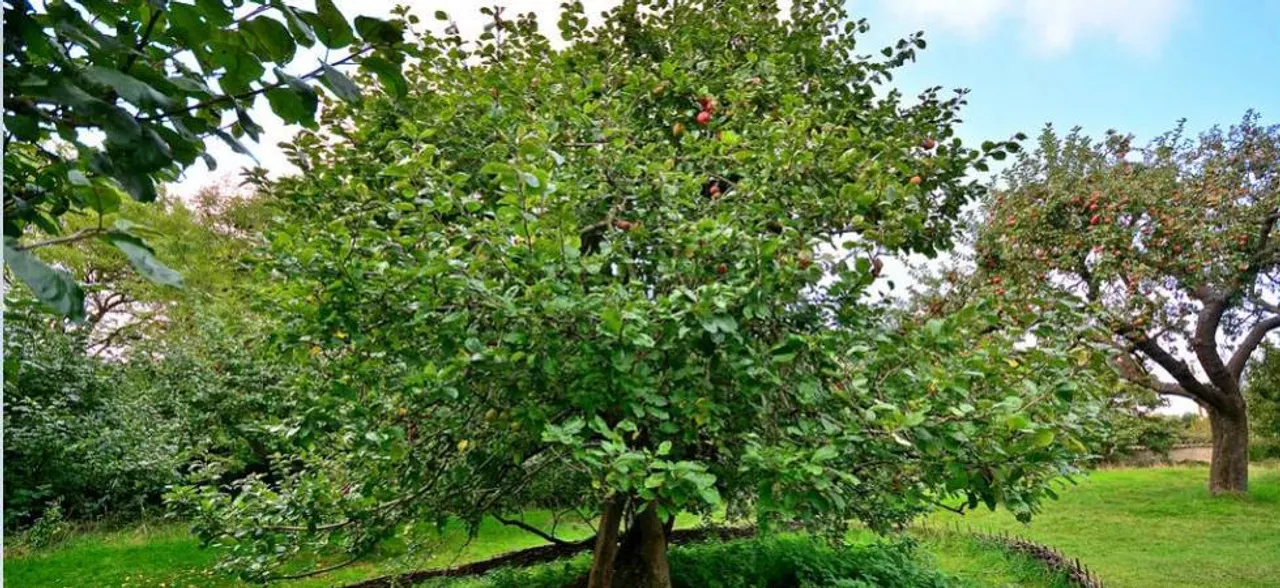 Newton's apple tree may soon take 'root' to inspire scientists in India