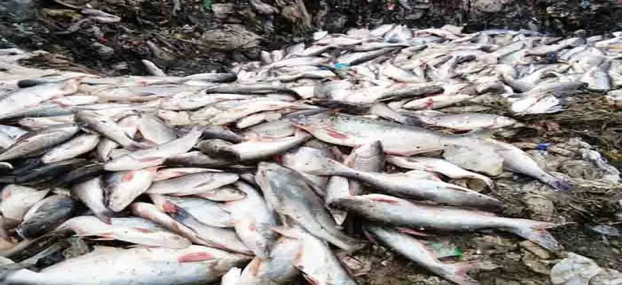 Food safety officials test fish samples for formalin