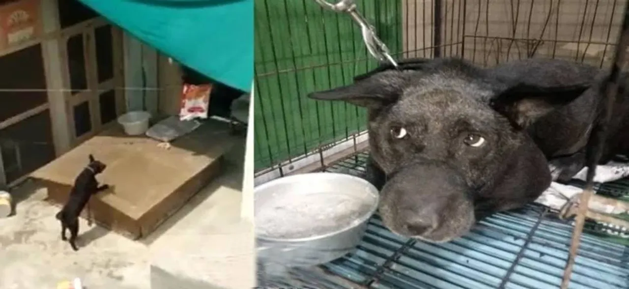 Burari Deaths Mystery: Bhatia family's pet dog Tommy dies of cardiac arrest