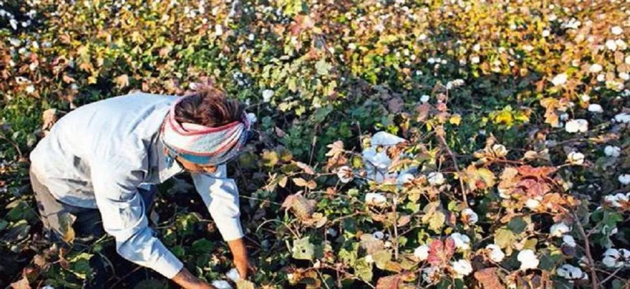 `Kingpin' of bogus cotton seeds racket arrested