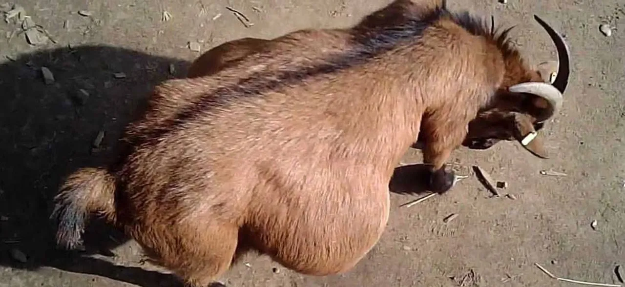 Pregnant goat gang-raped by eight men in Haryana; dies