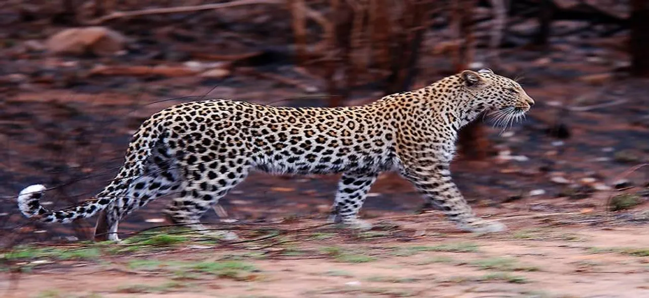 Boy rescued from leopardessâ€™ clutches by mother and grandmother