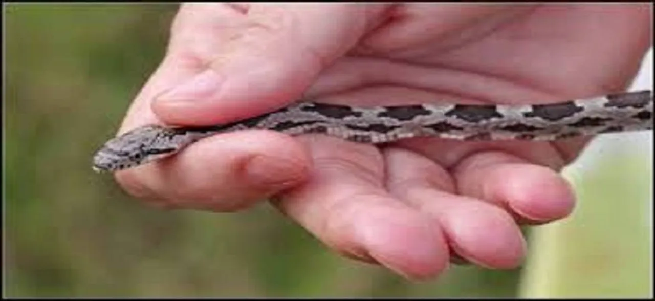Snake rescued from Shahdara metro station