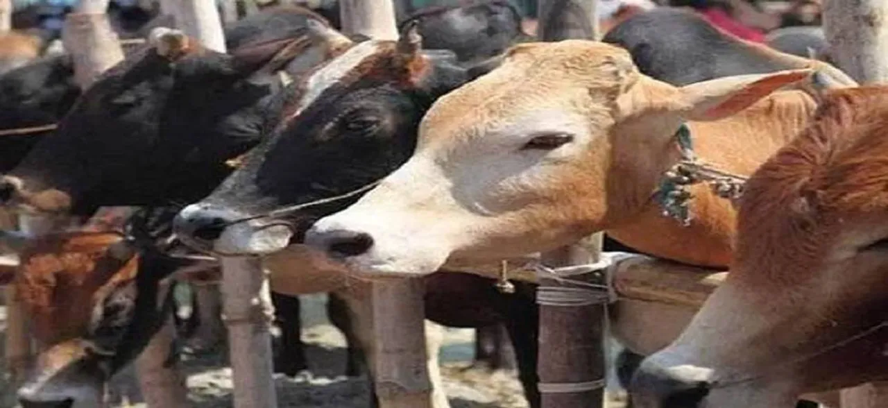 Jharkhand: Five arrested for carrying beef, smuggling cattle 