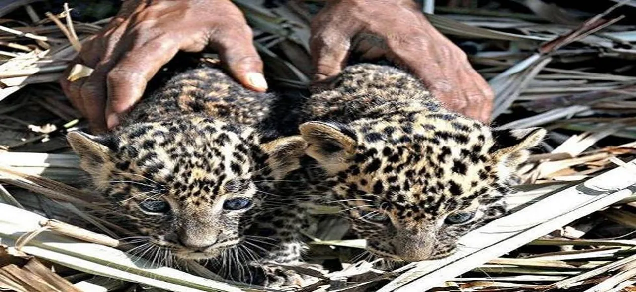 Maharashtra: Leopard cub enters home dozes off beside two children
