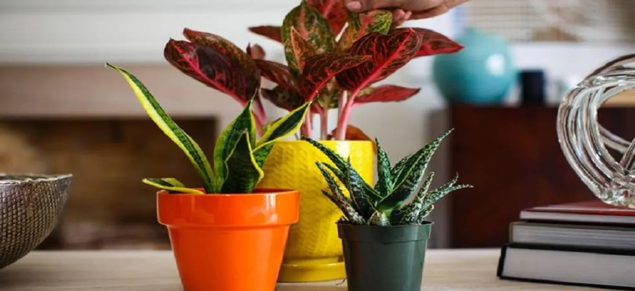 Indoor plants in office can keep you healthy | Here's why