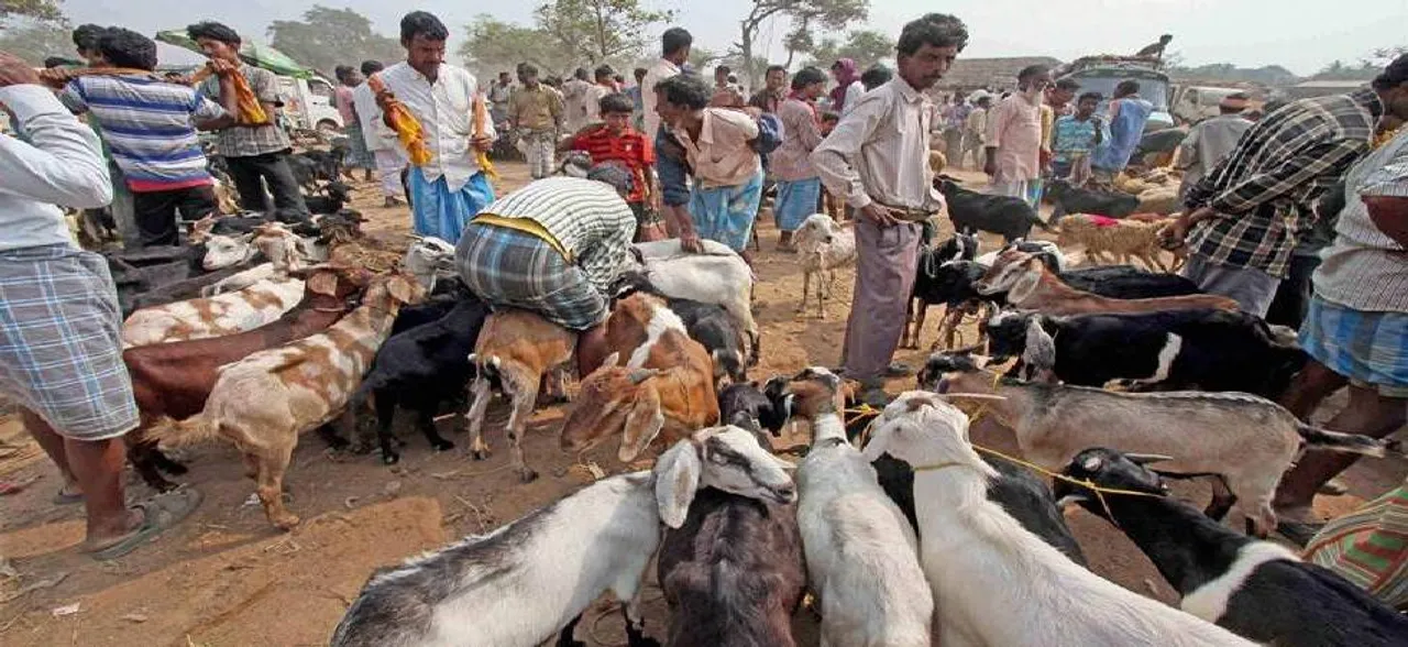 Bakra Eid: Date, significance and history 