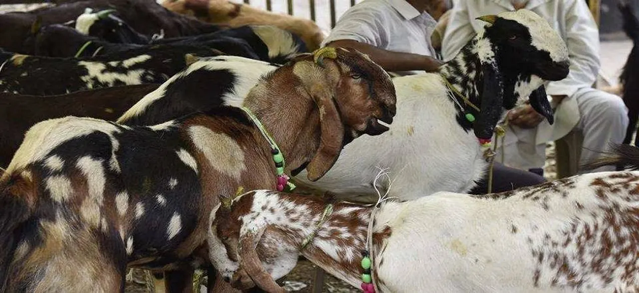 Dispute over animal sacrifice on Bakrid kills five in Pakistan